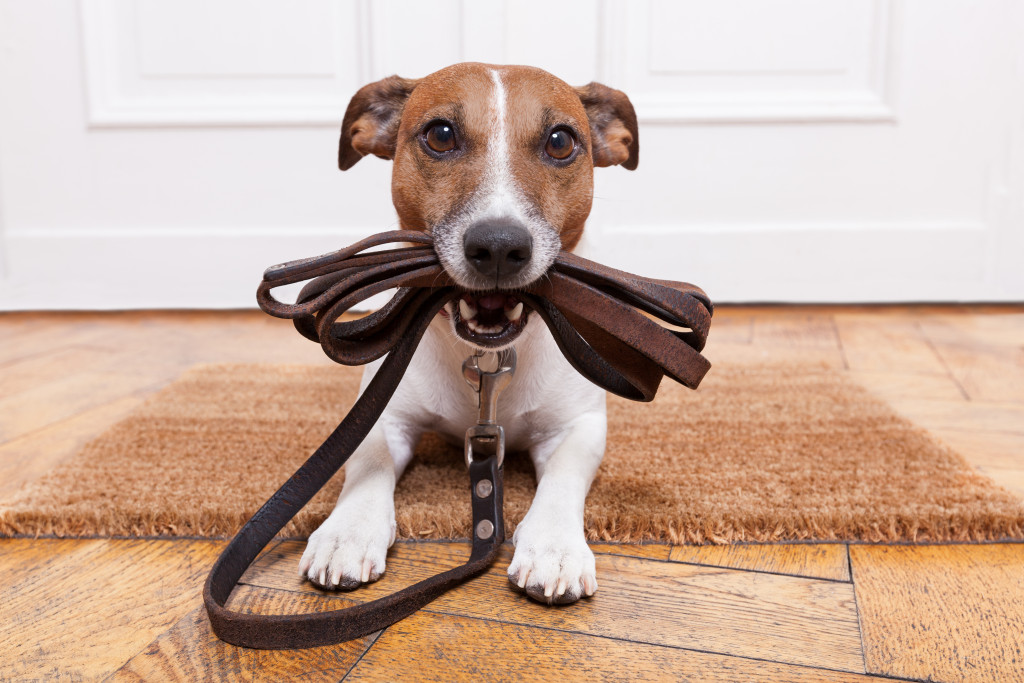 dog holding his leash